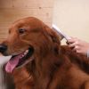 Pet Life Â® 'WAGNIFY' 360 Degree and Multi-Directional Modern Grooming Pet Rake Comb