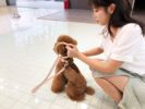 Pet Life Â® 'Ever-Craft' Boutique Series Beechwood and Leather Designer Dog Leash