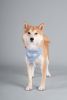 Touchdog Â® 'Dizzy-Eyed Cyclops' Cotton Velcro Dog Bandana and Scarf