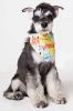 Touchdog Â® 'Head-Popper' Fashion Designer Printed Velcro Dog Bandana