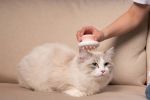 Pet Life Â® 'Scwubba' Handheld Bathing Brushing and Massaging Soft Flexible Grooming Pet Comb