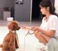 Pet Life Â® 'Ever-Craft' Boutique Series Beechwood and Leather Designer Dog Leash